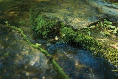 moss-e1585858640120