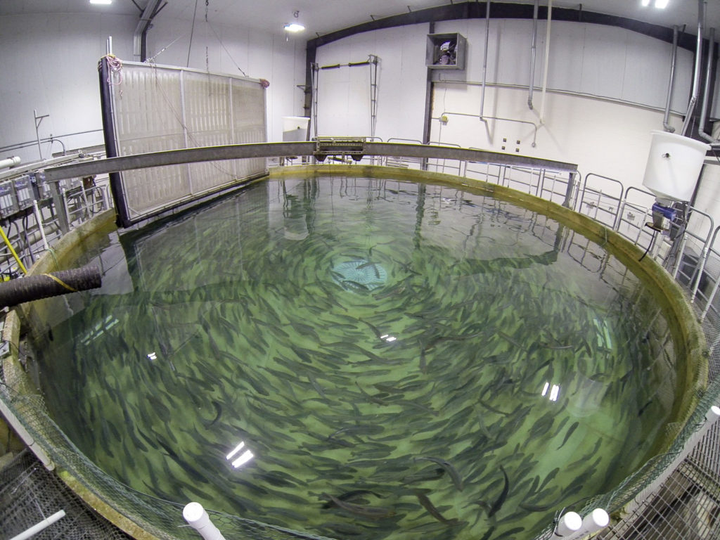 Freshwater Institute aquaculture research grow-out lab fully recirculating system