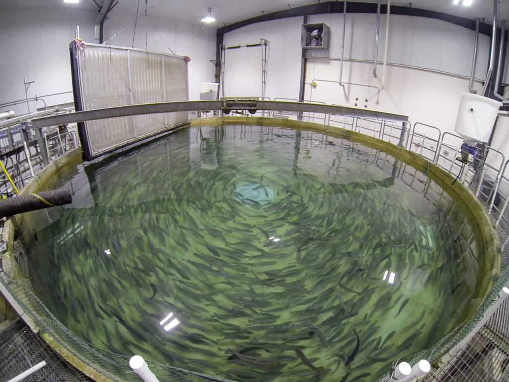 demonstration-facilities-land-based-aquaculture-for-atlantic-salmon