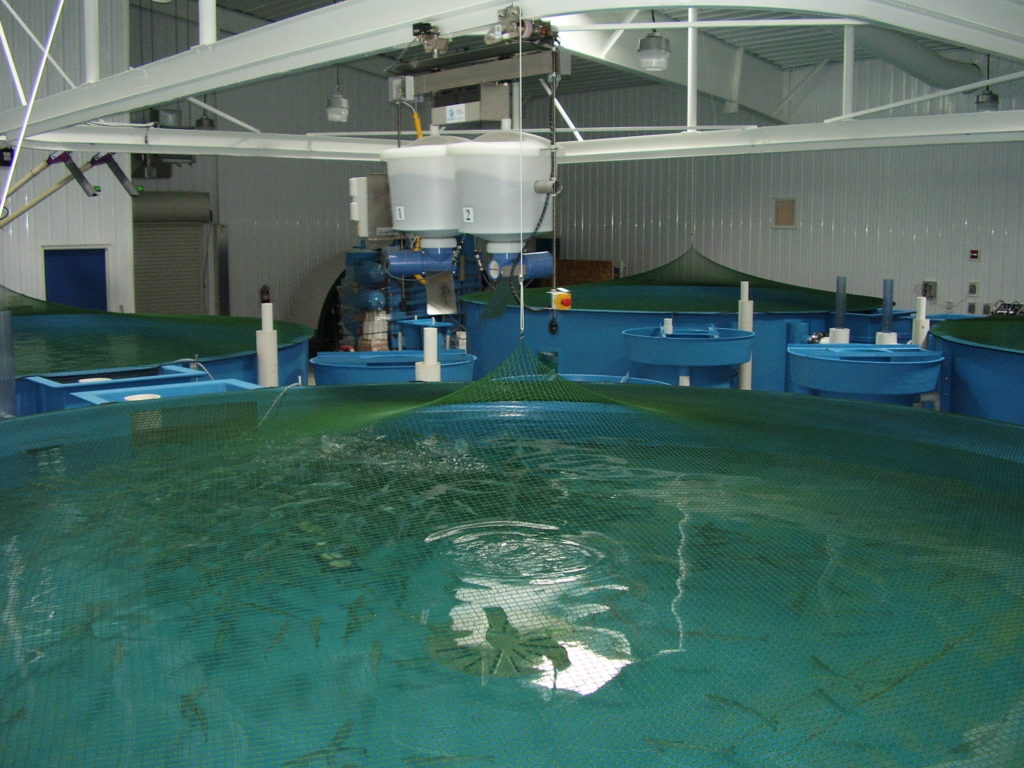 Atlantic salmon (second-year) outgrow recirculating system tanks