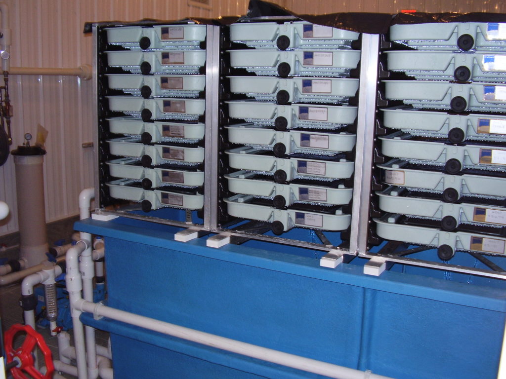 A vertical (heath) incubator system rearing and hatching Atlantic salmon eggs