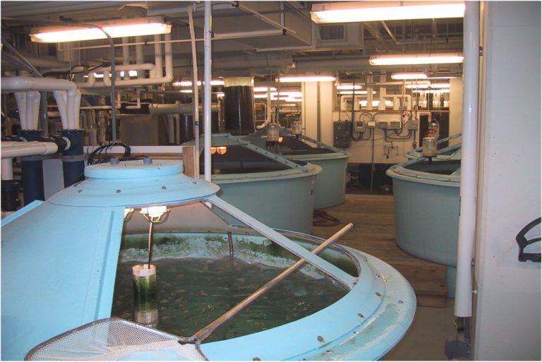 Caption: General view of RAS tanks at ARC, providing full control of photoperiod, water temperature and salinity