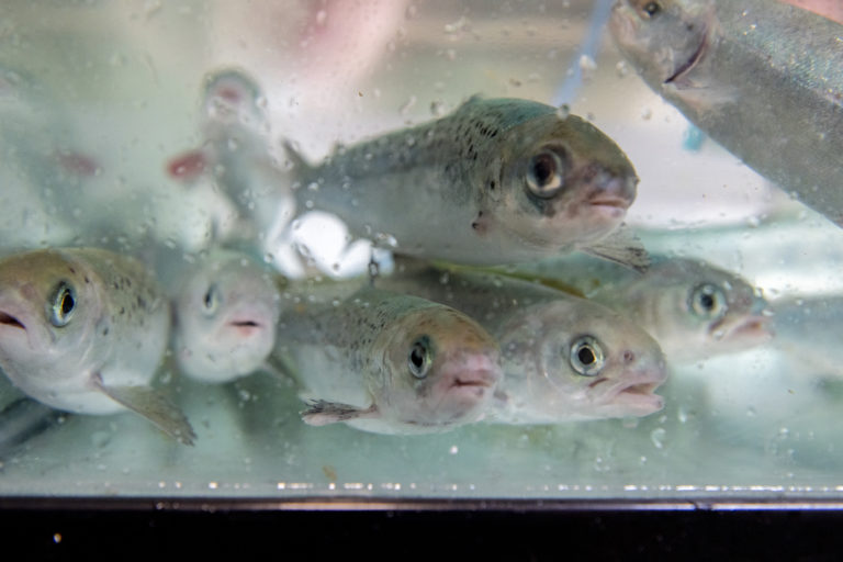 Atlantic salmon smolts held in recirculating research tanks