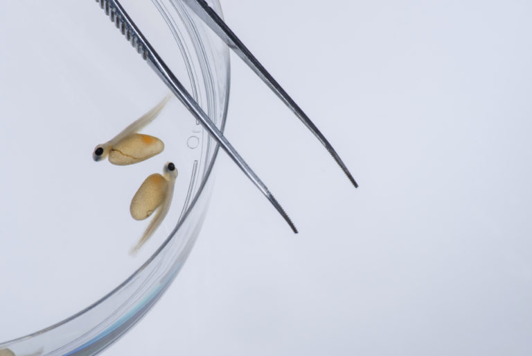 Atlantic salmon alevins in a petri dish