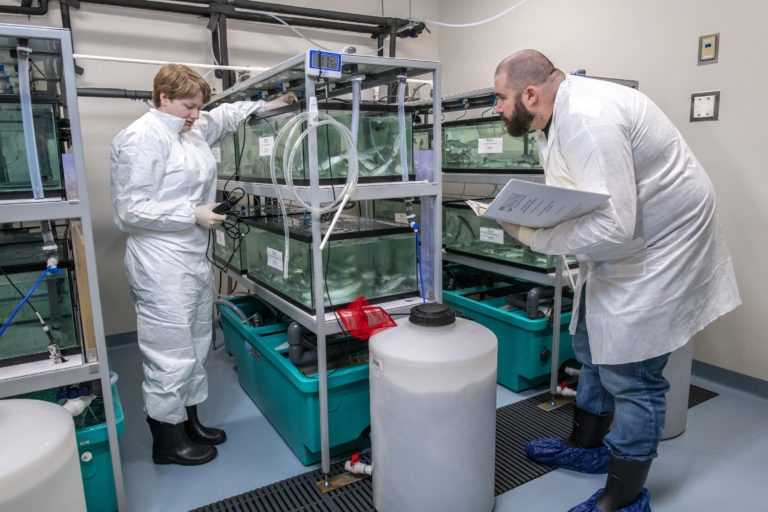 Overview of the recirculating research tanks in the small aquatic suite at the AAHL for replicated studies