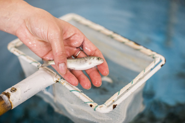 Northern Aquaculture Demonstration Facility