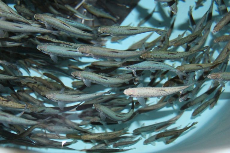 Atlantic Salmon Fingerlings at UWSP NADF. E Wiermaa