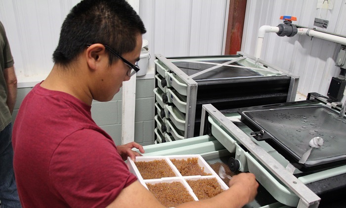 Loading eggs into heath tray at UWSP NADF. E.Wiermaa