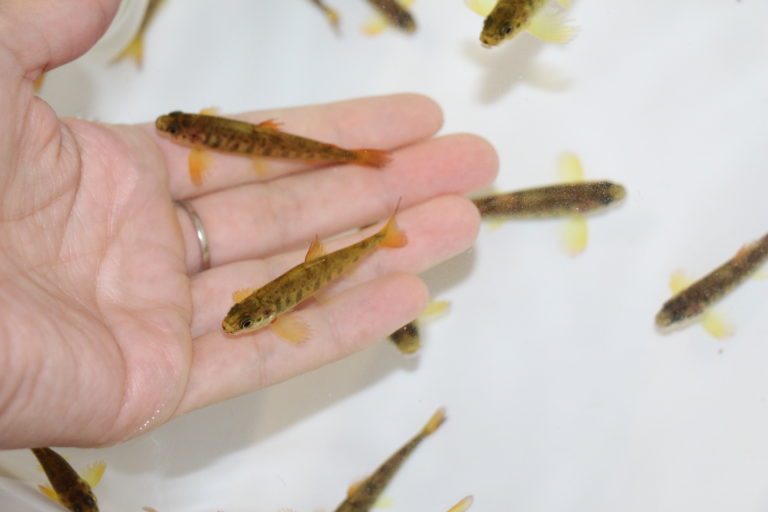 Pre-smolt Atlantic salmon fingerlings at UWSP NADF used for saprolegniasis treatment research